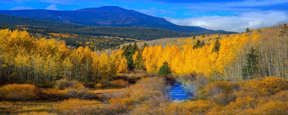 Fall Aspen Landscape